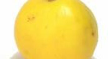 Quince: The confoundingly delicious Armenian fruit – and – a recipe for Hyvah, a quince and lamb stew