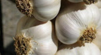 Armenians Can Smell Flu Season