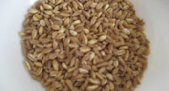 Farro – An Ancient Grain Making a Come-back