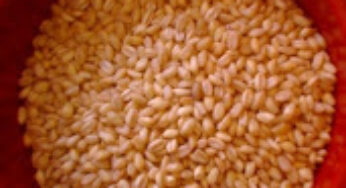 HAJIMOM’S DZEDZADZS – A Meat and Wheat Casserole