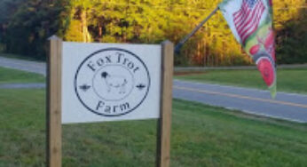 Fox Trot Farm – to – Table Recipe (and tour): American Lamb Shanks